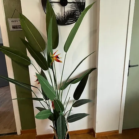 Lägenhet Jungle Cosy Louviers