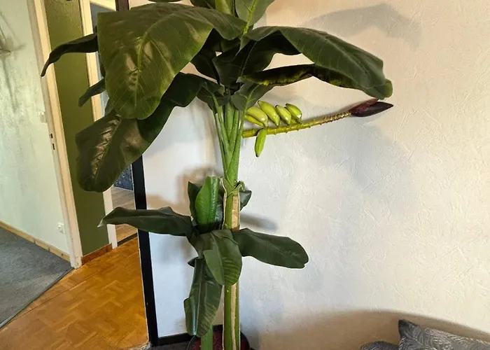 Apartment Jungle Cosy